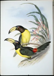 Bokstaver Aracari (pteroglossus inscriptus) (håndfarget litho)