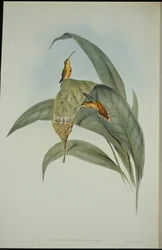Lille eremitt (Phaethornis eremita) (håndfarget litho)