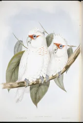 Langnebbkakadue (Licmetis nasicus)