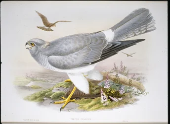 Marsh Harrier (Circus Aeruginosus) (håndfarget litho)