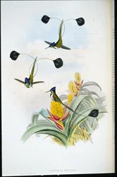 Fantastisk kolibri (Loddigesia Mirabilis) (håndfarget litho)