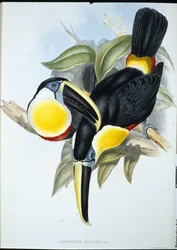 Kiss Toucan (Ramphastos Kissing) (håndfarget litho)