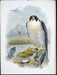 Peregrin Falcon (Falco Peregrinus) (håndfarget litho)