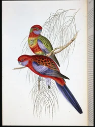 Platycercus pennantii (håndfarget litho)