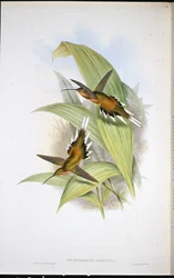 Pretres eremitt (Phaethornis Pretrei) (håndfarget litho)