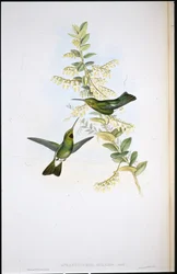 Loppehals kolibri (Aphantochroa Gularis) (håndfargede lemmer)