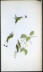 Rødstøvlet racketthale (Spathura Rufocaligata)