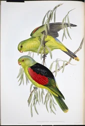 Rødvinget lory (Aprosmictus Erythropterus) (håndfarget litho)