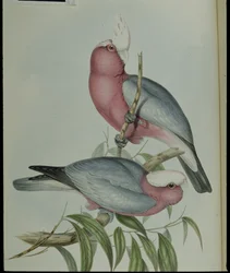 Rosakakadu (Cacatua Eos) (håndkolorert litografi)