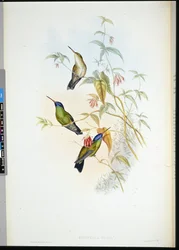 Rufous flammebærer (selasphorus rufus) (håndfarget litho)