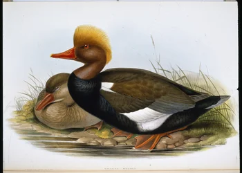 Shoveller (Spatula Clypeata) (håndfarget litho)