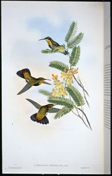 Sombre Sabre-wing (Campylopterus obscurus) (håndfarget litho)