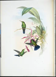 Sophias erythronote (Erythronota Sophiae) (håndfarget litho)