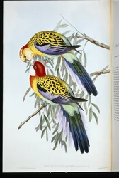 Splendid Parakeet (Splendid Palatycercus) (håndfarget litho)