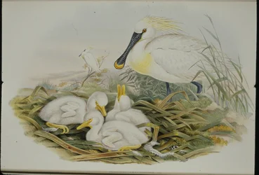Skestork (Platalea Leucorodia) (håndfarget litho)
