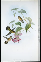 Spotted Adelomyia (Adelomyia Maculata) (håndfarget litho)