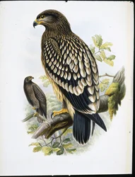 Spotted Eagle (Aquila Naevia) (håndfarget litho)