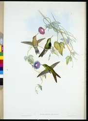 St. Domingo's Humming-bird (Sporadinus Elegans) (håndfarget litho)