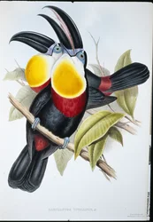 Svovel- og hvitbrynet tukan (Ramphastos Vitellinus) (håndfarget litho)