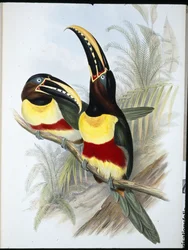 Svovel- og hvitbrynet tukan (Ramphastos Vitellinus) (håndfarget litho)
