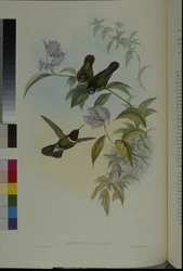Solengel (Heliangelus Clarisse) (håndfarget litho)