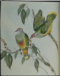 Swainsons fruktdue (Ptilinopus Swainsonii) (håndfarget litho)
