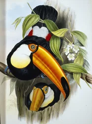 Toco Toucan (Ramphastos Toco) (håndfarget litho)