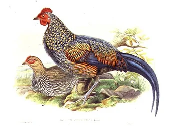 To asiatiske fasaner (Gallus Sonneratii) gravert av kunstneren og William Hart (1823-1894) (litho)