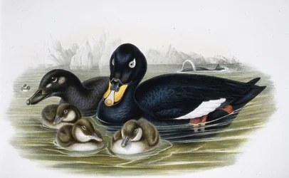 Velvet Scoter (oidemla fusca) (håndfarget litho)