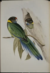 Gulkrageparakit (Platycercus Semitorquatus) (håndfarget litho)