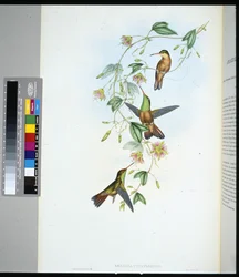 Yucatan Amazili (amazilia yucatanensis) (håndfarget litho)