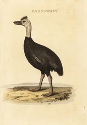 Sørlig kasuar, Casuarius casuarius