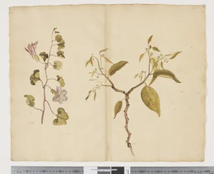 F.13 Ipomea Pes, geit; Celtis paniculata, ca. 1790-95 (akvarell og blekk på papir)