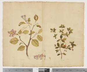 F.15 Lagunaria Patersonia; Alyxia gynopogon, ca. 1790-95 (akvarell og blekk på papir)