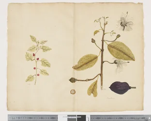 F.18 Tetragonia impleksikom; Caparis nobilis 