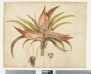 F.1 Freycinetia baueriana, ca. 1790-95 (akvarell og blekk på papir)