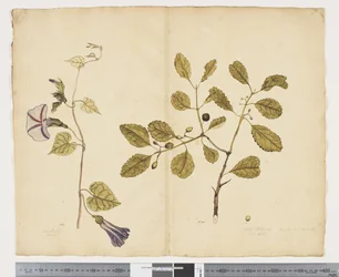 F.24 Ipomoea congesta; Elaeodendron curtipendulum, ca. 1790-95 (akvarell og blekk på papir)