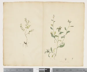 F.25 Euphorbia sparrmannii; Lobelia alata, ca. 1790-95 (akvarell og blekk på papir)