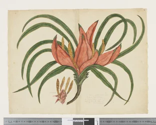 F.36 Freycinetia baueriana, ca. 1790-95 (akvarell og blekk på papir)