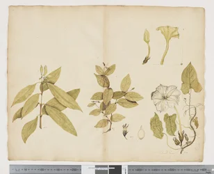 F.6 Wikstroemia Australis; Ipomea, c.1790-95 (acuarelă și tuș pe hârtie)norvegiană