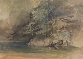 Trær ved et basseng
