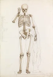 Anatomisk studie: det menneskelige skjelettet i kontrapost, 1870