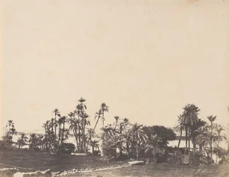 Studie av palmetrær, Nilens bredder, Kalabschi, 1853-54.