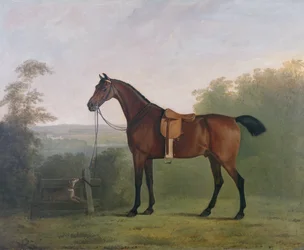 En Bay Hunter i et landskap
