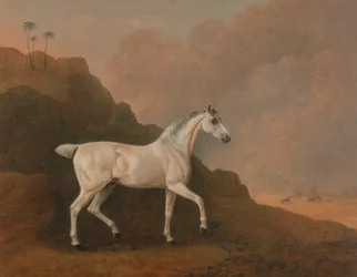 En grå arabisk hingst i et ørkenlandskap