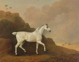 En grå arabisk hingst i et ørkenlandskap