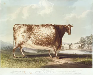 Airedale kvige, gravert av R. Reeve, 1820 (fargegravering)