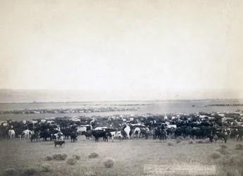 Cowboys som gjeter storfe, South Dakota ca. 1890 (s/hvitt-bilde)