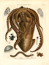 Helminthology;Talle III - Ordenen av mollusca eller geléaktige ormer