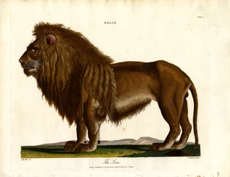 Løven (Felis; Tavle I)